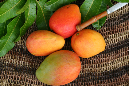 Mango season Florida