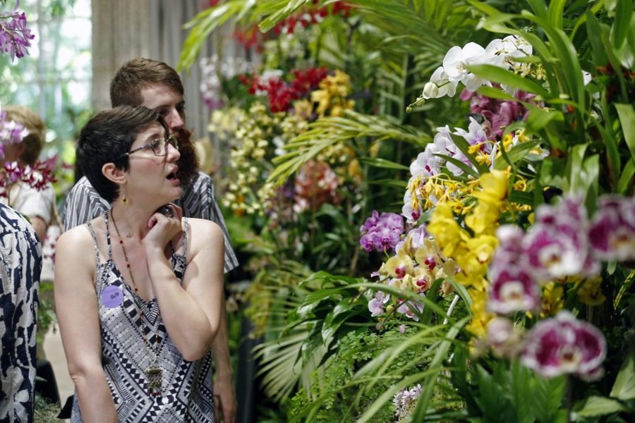 things to do Miami MiamiCurated, 16th annual international orchid festival