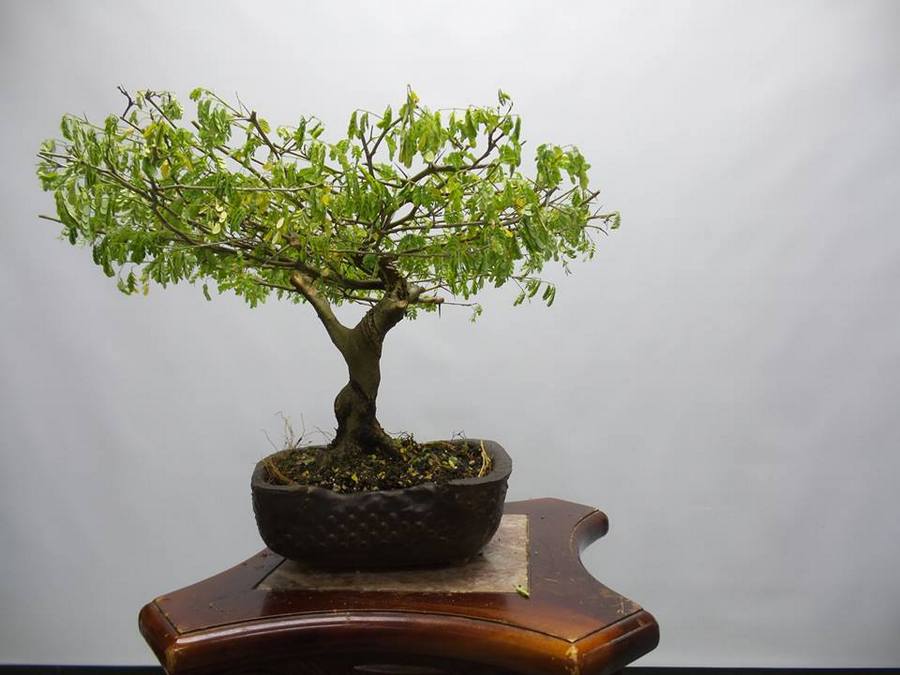 bonsai Miami, Japanese gardens Miami, July events Miami, MiamiCurated