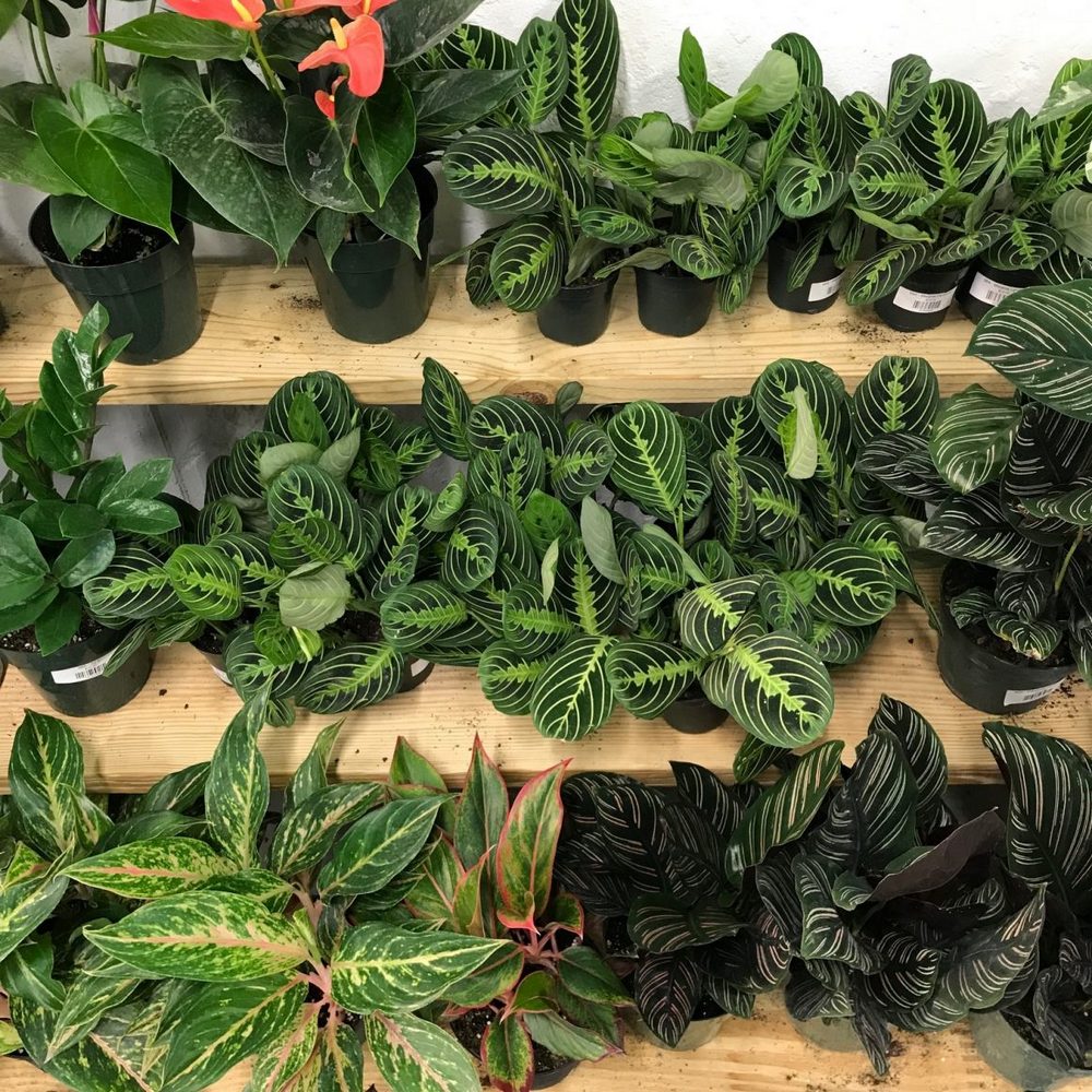 plants Miami