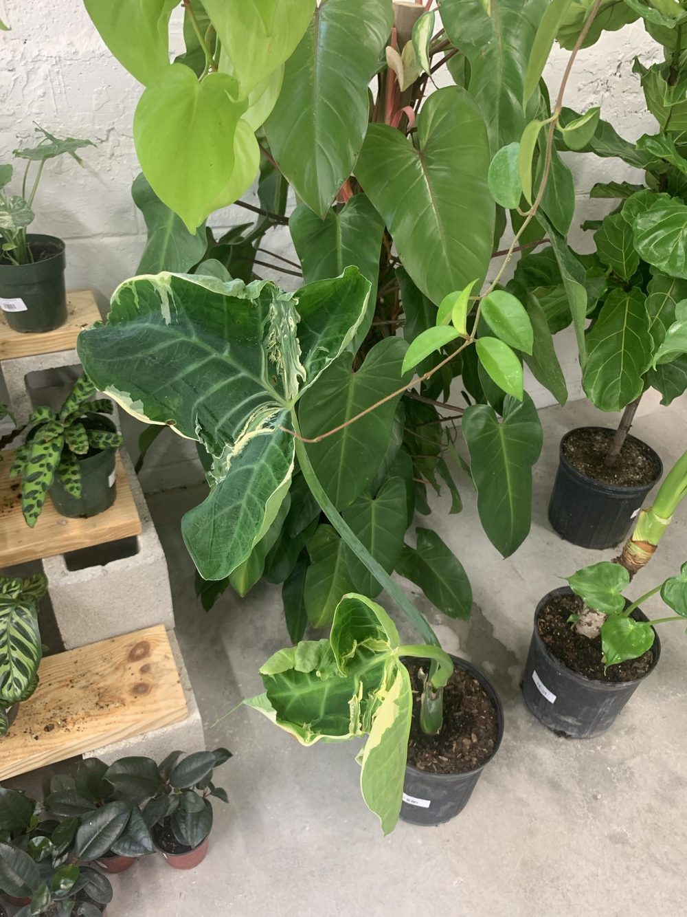plants Miami
