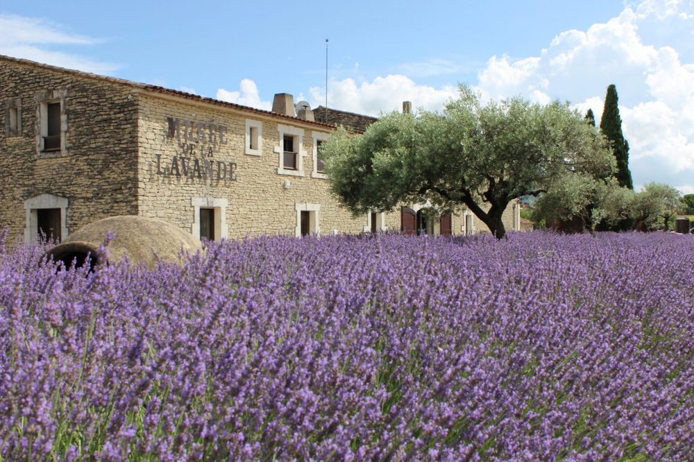 lavender museum, lavender museum provence, lavender museum in france, Miamicurated