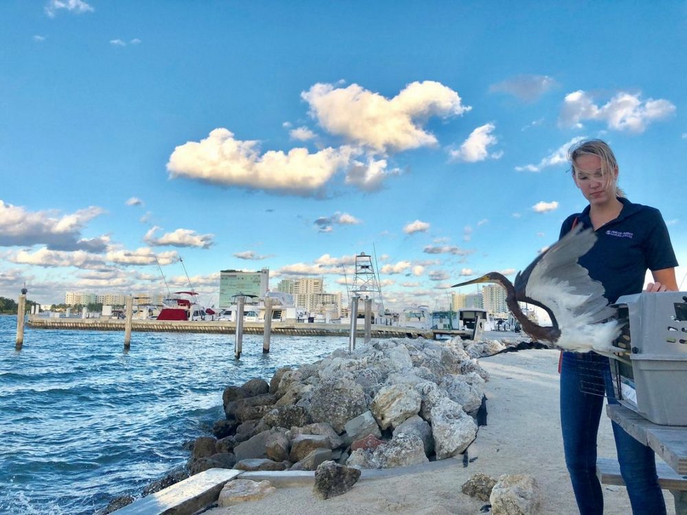 sunset cruises miami, things to do in nature miami, MiamiCurated