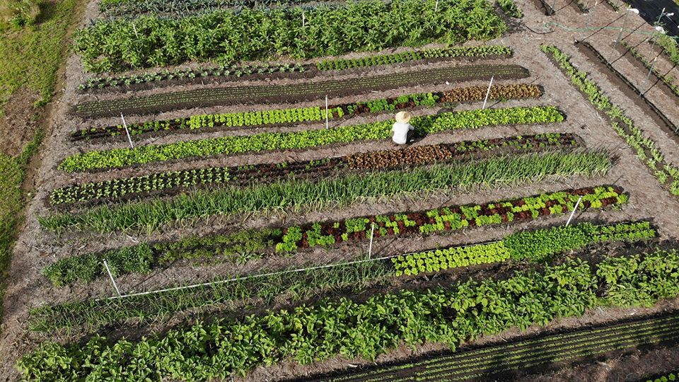 farmers markets North Miami, MiamiCurated