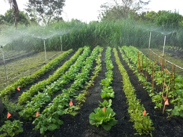 farmers markets in miami, MiamiCurated