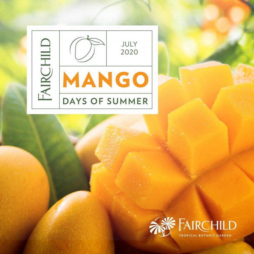 fairchild mango festival, miamicurated