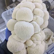 mushroom kits for sale, miamicurated