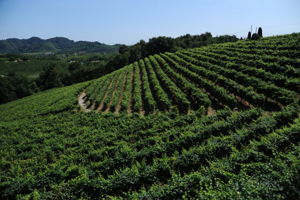 prosecco rose, miamicurated