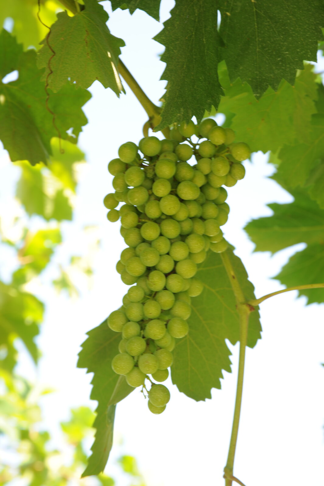 prosecco rose, miamicurated