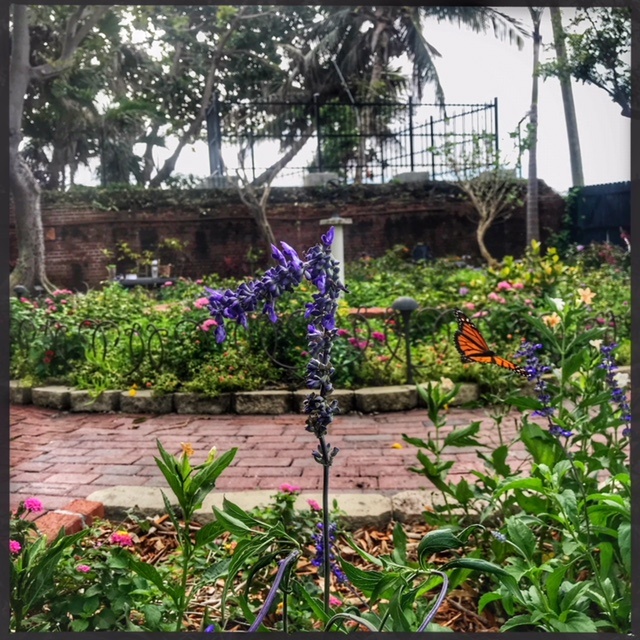 gardens in south florida, miamicurated