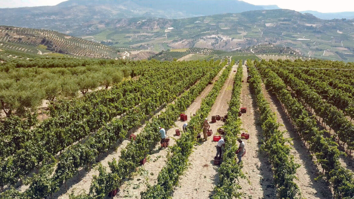 Greek wine, Miamicurated