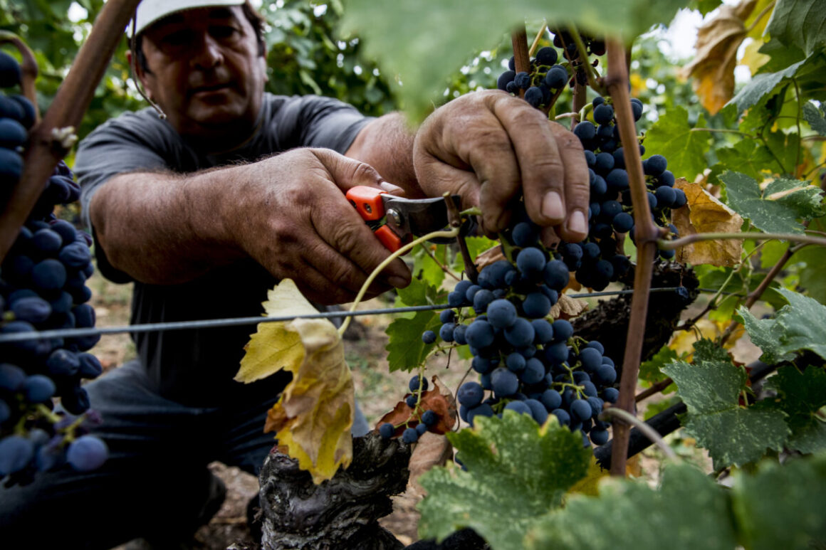 Greek wine, Miamicurated