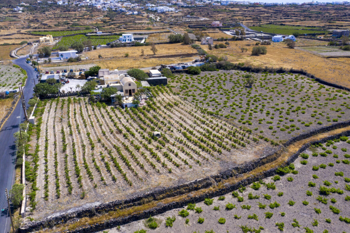 Greek wine, Miamicurated