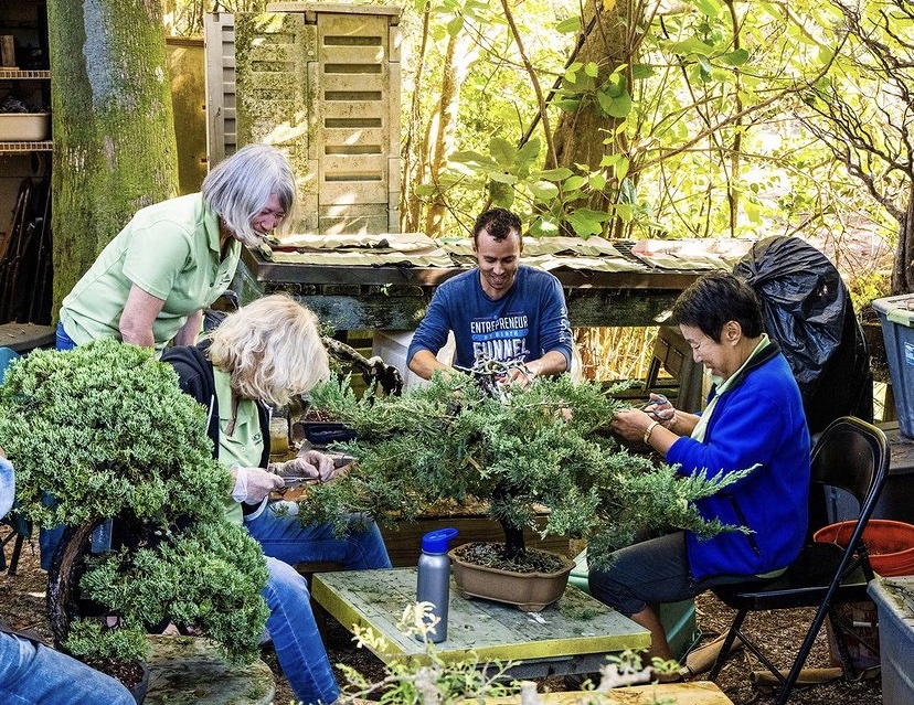 Morikami Museum and Japanese Gardens, MiamiCurated, Bonsai