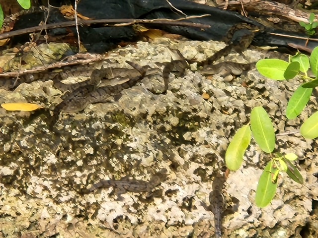 baby alligators, things to do in everglades national park, miamicurated