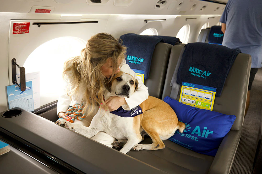 best airline for dogs, miamicurated